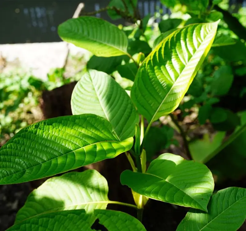 Buying Bulk Kratom Here Are the Benefits Everyone Should Know